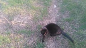 Чёрная кошка на прогулке зимой