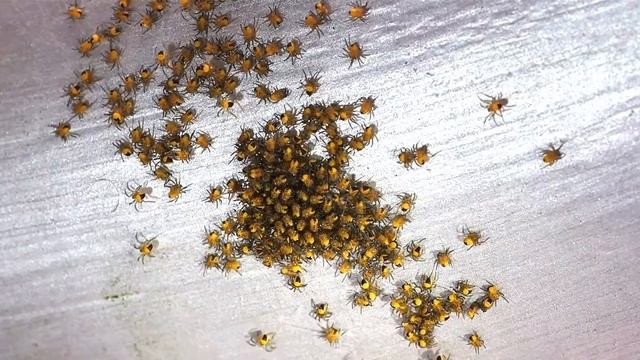 Golden Orbweaver Spiderlings (Argiope Aurantia) смотреть онлайн