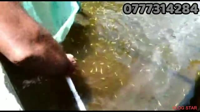 zebra fishes sale every country 0777314284 смотреть онлайн