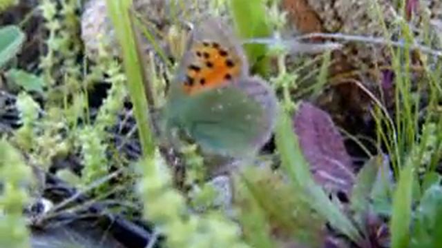 Tomares ballus смотреть онлайн