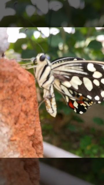 Rare and Beautiful Butterfly | Nature's Gift | Butterfly with Amazing pattern | Butterfly смотреть онлайн