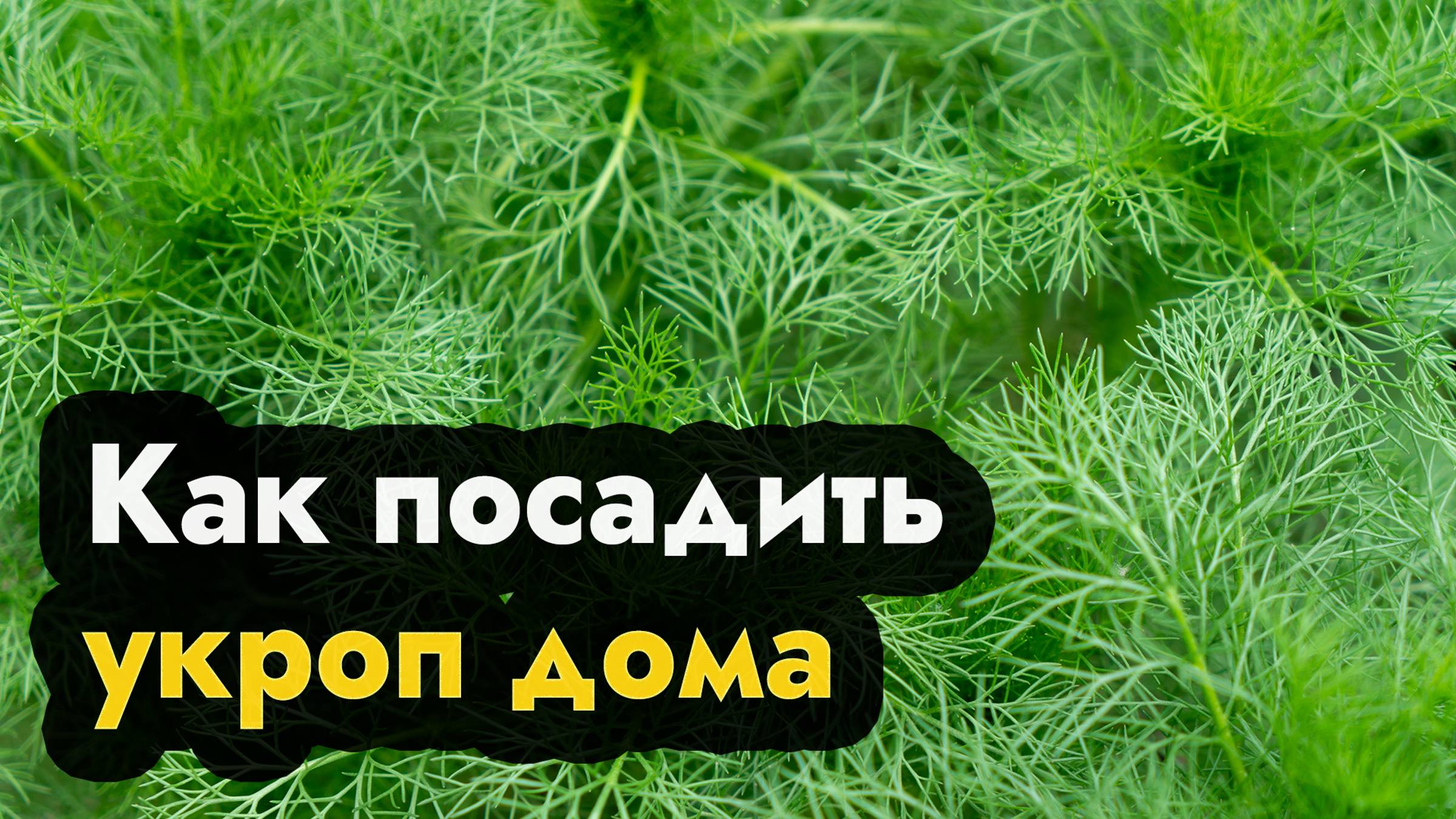Как посадить укроп - садим укроп семенами дома и на подоконнике смотреть онлайн