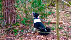 ОХОТА С РУССКО-ЕВРОПЕЙСКОЙ ЛАЙКОЙ/ Пробежались с утра/ Бобры, белки