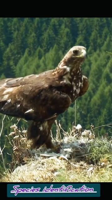 amazing golden eagle the king #birds #wild #eagle смотреть онлайн