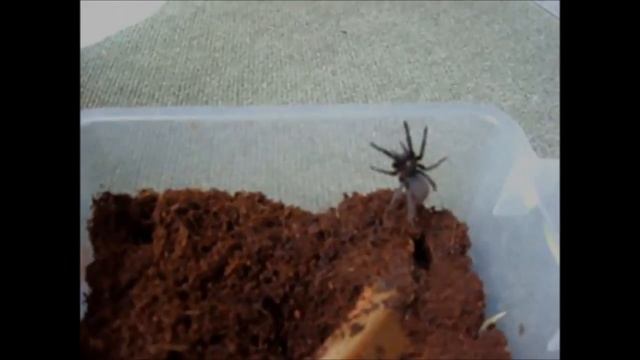 Awesome tarantula - Brachypelma Vagans смотреть онлайн