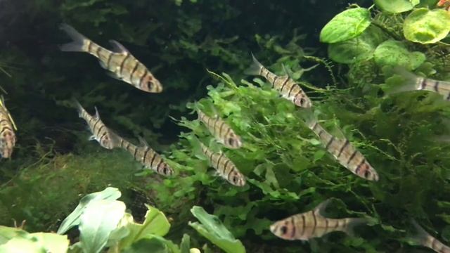 Eight Banded Barb (Eirmotus octozona) смотреть онлайн