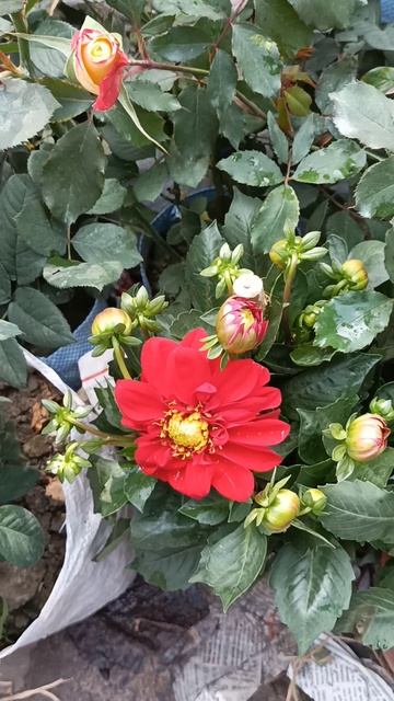#dalia#daliaflower#subscribe#gallifs #galiffstreetplantmarket#kolkata# смотреть онлайн