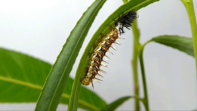 【琺蛺蝶幼蟲的棘刺】Phalanta phalantha (Drury,1773) смотреть онлайн