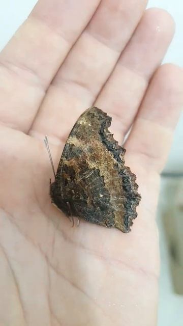 бабочка в квартире? смотреть онлайн