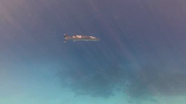 Большая барракуда 4K PRO VID 20230708 084700 00 186 смотреть онлайн