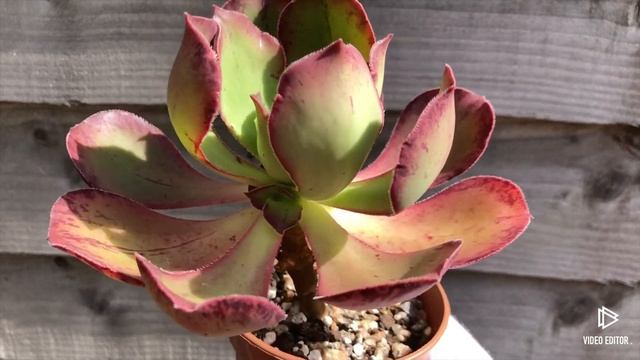 Aeonium Marnier Lapostolle (Roscov)