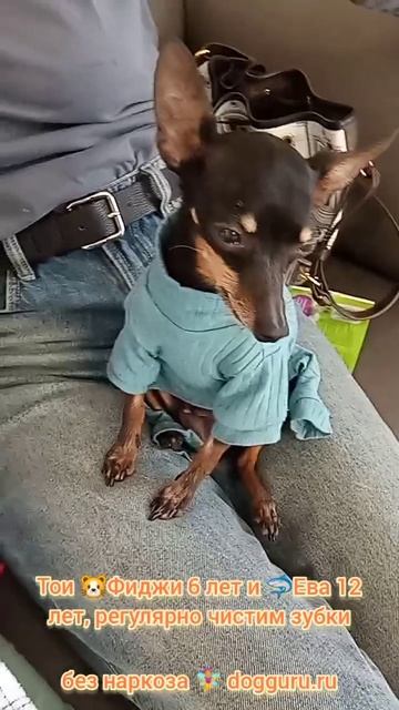 🧚♀️Тои 🐹Фиджи 6 лет и 🦈Ева 12 лет, регулярно чистим зубки