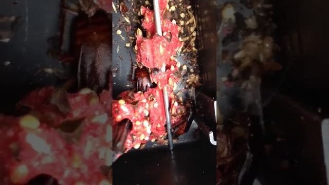 American Wood Cockroach смотреть онлайн