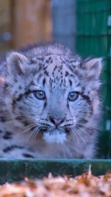 #shorts ** Cat or Cheetah??? Cute Animals in the World 🙃🙃🙃 смотреть онлайн