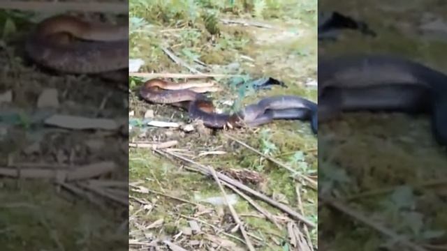 Detik detik black mamba melakukan ini.... смотреть онлайн