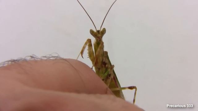 Creobroter gemmatus Adult Male смотреть онлайн