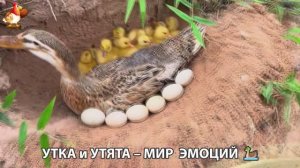 Утка и Утята – мир нежных эмоций 🦆🤗❣️часть (60)