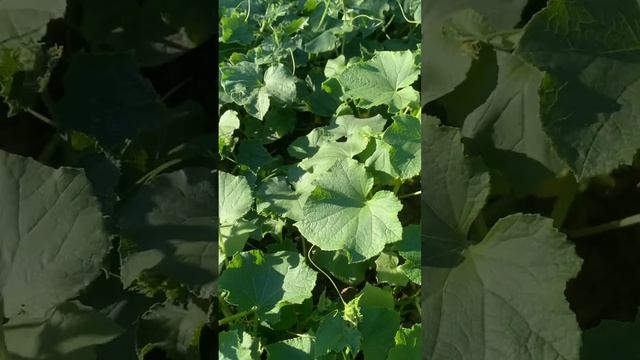 Кабачки и огурцы на даче смотреть онлайн