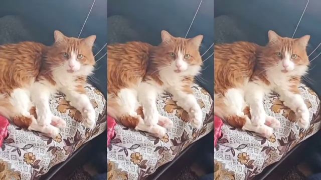 Кот-бегемот смотреть онлайн