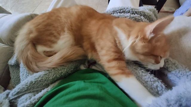 My Cat Gives Me Abdominal Massage For Fat Loss смотреть онлайн