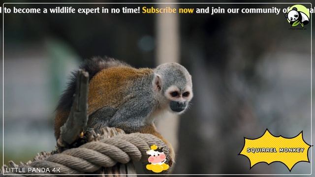 Animal Sounds Around Us: Ocelot, Turkey, Shiba Inu, Polecat, Earthworms - Animal Videos смотреть онлайн