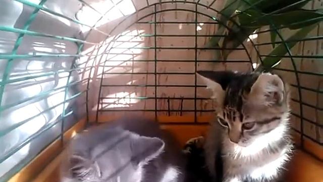 Котята ищут семью смотреть онлайн