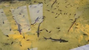 Севрюга - самый грациозный осётр для пруда. Где обитает, нерест и история осетровой рыбы (1)