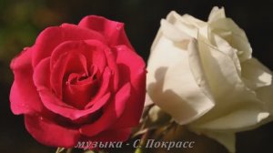 ДВЕ РОЗЫ  романс. Ансамбль Бархатный сезон