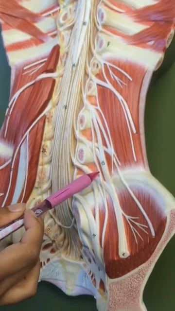 Nerve Plexus смотреть онлайн