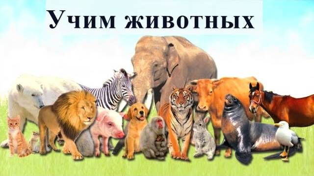 Изучаем животных / Обучающее видео для детей / Мультик про животных / В мире животных смотреть онлайн