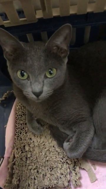 Adorable Russian Blue Cat meowing back to dad | Gray cats | Condo Cats #Shorts смотреть онлайн