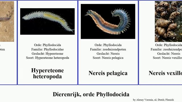 Dierenrijk, orde Phyllodocida exogone animal zager Gewone Nereis cariboea petersenae Pholoe pleei смотреть онлайн