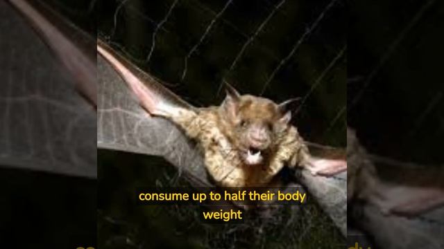 The Secret Life of Vampire Bats: Bloodsucking Facts Revealed! #vampirebats #bloodsuckers #nature смотреть онлайн