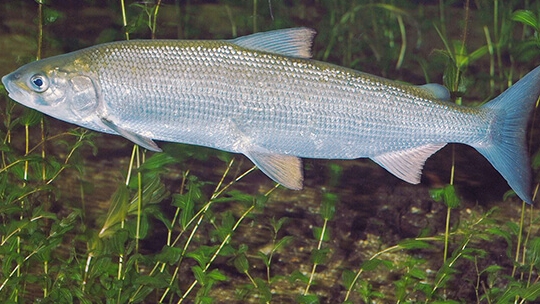 Сиг на Братском