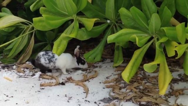 Hares. Зайцы смотреть онлайн