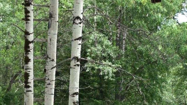 Знакомство с пасекой смотреть онлайн