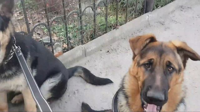 Так пойдем гулять. Какая Любовь / So let's go for a walk. What Love смотреть онлайн