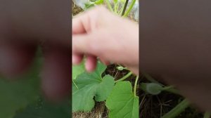 Урожай будет 100%. Как ухаживать за дынями. Как самостоятельно опылять.