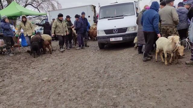 Сокулук кой базары || Койлор штыр-штыр кетип атат дейи смотреть онлайн