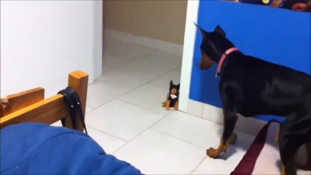 Самый лучи пркол 😂😂😂😂😂😂😂😂 смотреть онлайн