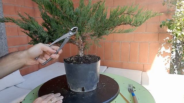 Ginepro - Da vivaio a bonsai смотреть онлайн