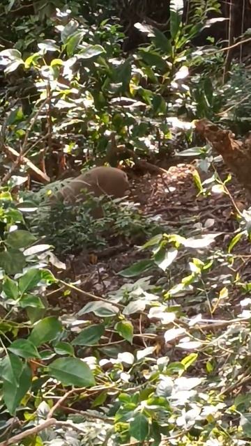 CHASE THE ANGRY WILD BOAR! смотреть онлайн