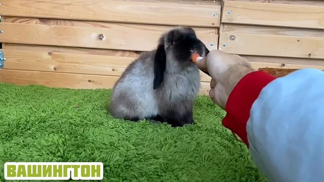 Вашингтон Карликовый кролик мальчик смотреть онлайн
