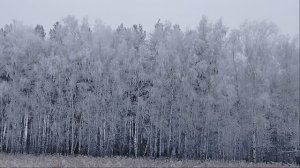 ❄️❄️❄️ЗИМНИЙ❄️❄️❄️ ФЕВРАЛЬСКИЙ ❄️❄️❄️ЛЕС❄️❄️❄️