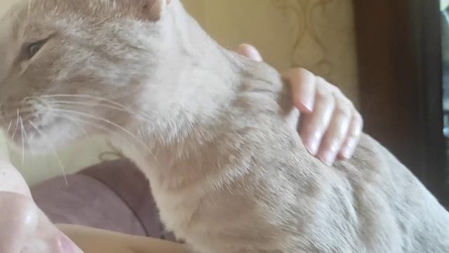 Самый ласковый кот 🐱 смотреть онлайн