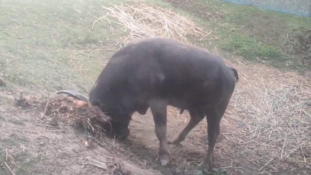 Big Buffalo Monnash Ali Dangar moh tu смотреть онлайн