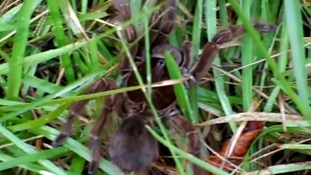 Theraphosa blondi-Guyane-2009 смотреть онлайн