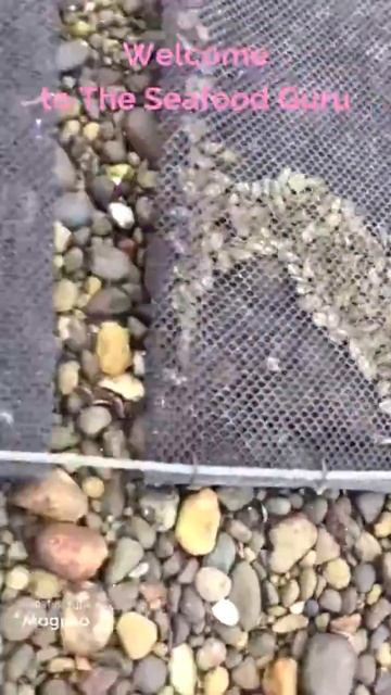 Oyster Farm 100,000 Shelfish смотреть онлайн