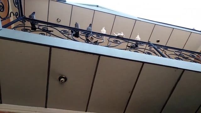 UYDAN 100$ Li ANDIJON KAPTARLARI SOTILADI