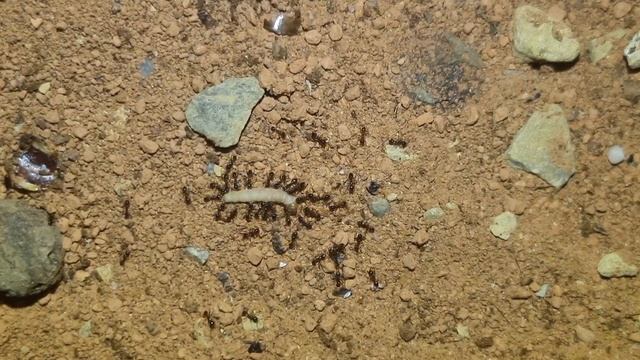 Pheidole megacephala African headed ants vs larva смотреть онлайн